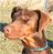 dobepic
