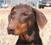 dobepic