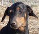 dobepic