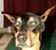 dobepic