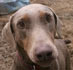 dobepic
