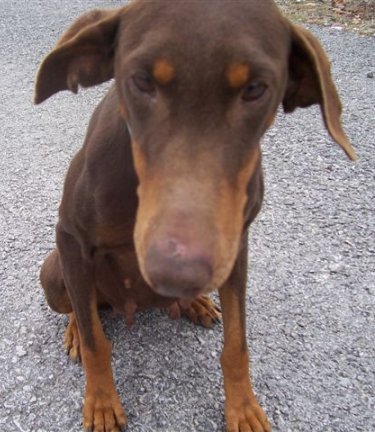 Doberman Rescue Colorado