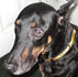 dobepic