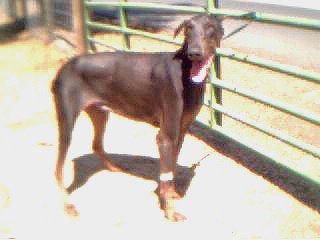 Gunner looking spry after his surgery