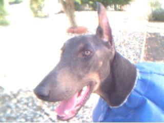Gunner with his post-op gown on