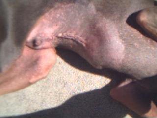 Here's his stomach after surgery. Poor guy!